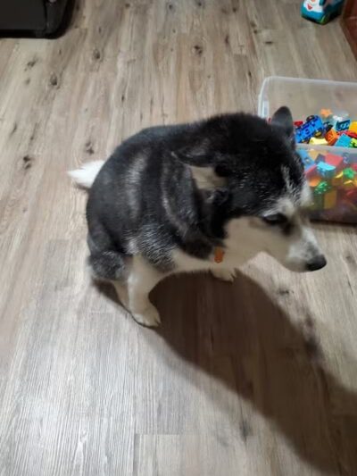 Norwalk Doggy Resort - Norwalk, OH