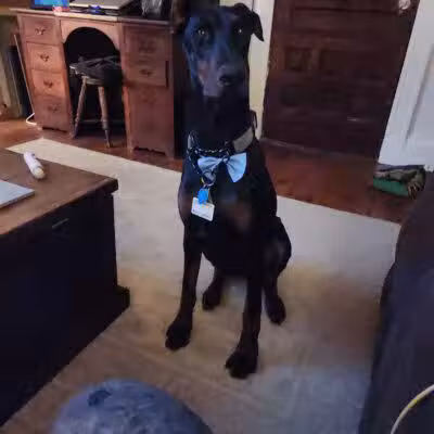 Norwalk Doggy Resort - Norwalk, OH