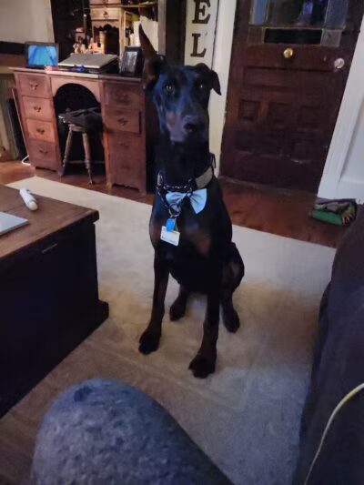 Norwalk Doggy Resort - Norwalk, OH