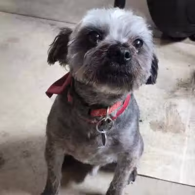 Norwalk Doggy Resort - Norwalk, OH