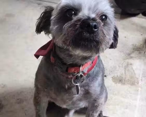 Norwalk Doggy Resort - Norwalk, OH