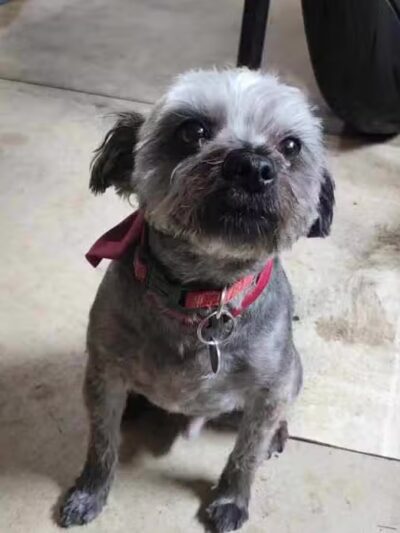 Norwalk Doggy Resort - Norwalk, OH