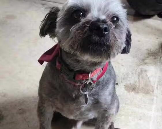Norwalk Doggy Resort - Norwalk, OH