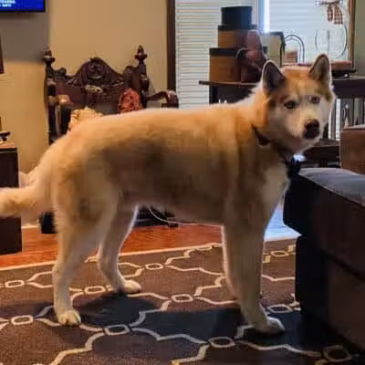 Norwalk Doggy Resort - Norwalk, OH