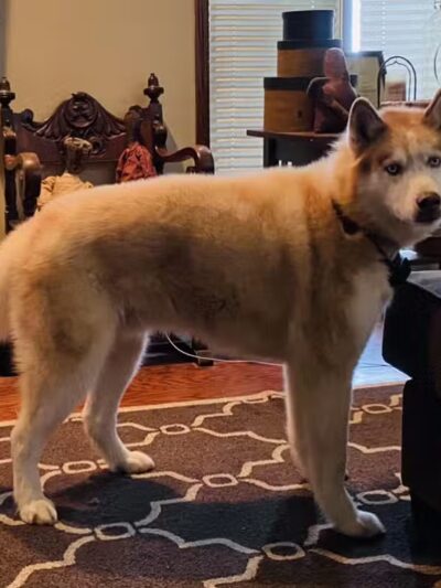 Norwalk Doggy Resort - Norwalk, OH