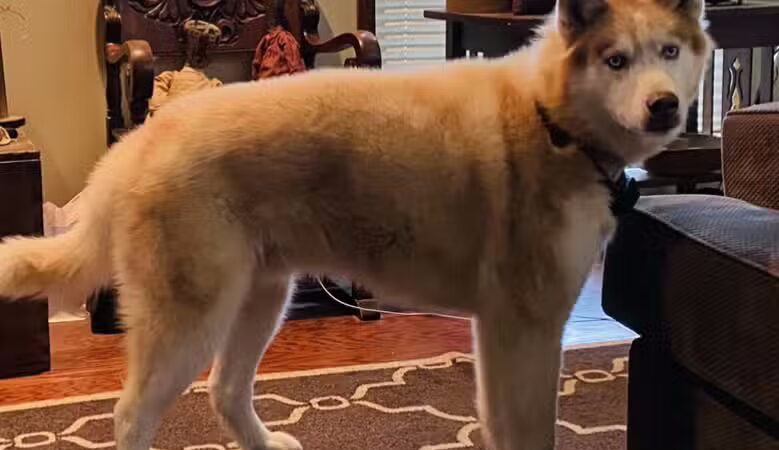 Norwalk Doggy Resort - Norwalk, OH