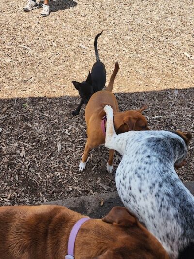 Estelle Cohn Memorial Dog Park - Norwich, CT