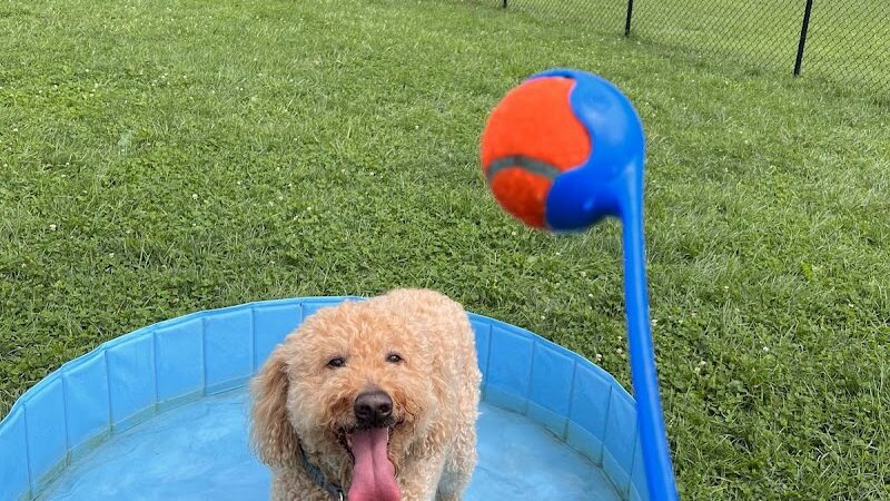 Estelle Cohn Memorial Dog Park - Norwich, CT