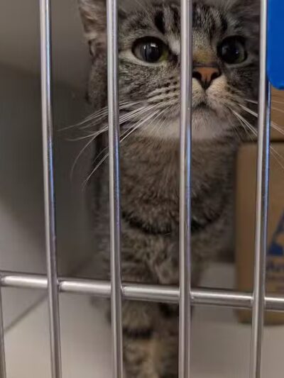 Rescue Village - Novelty, OH