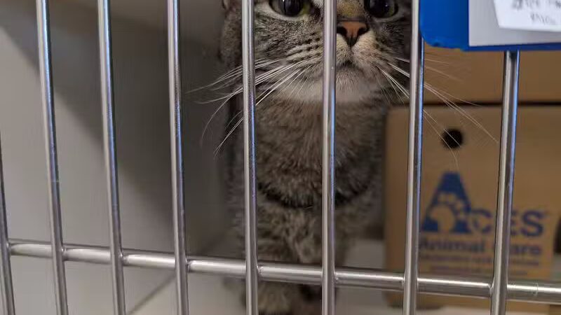 Rescue Village - Novelty, OH