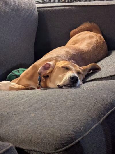 Rescue Village - Novelty, OH