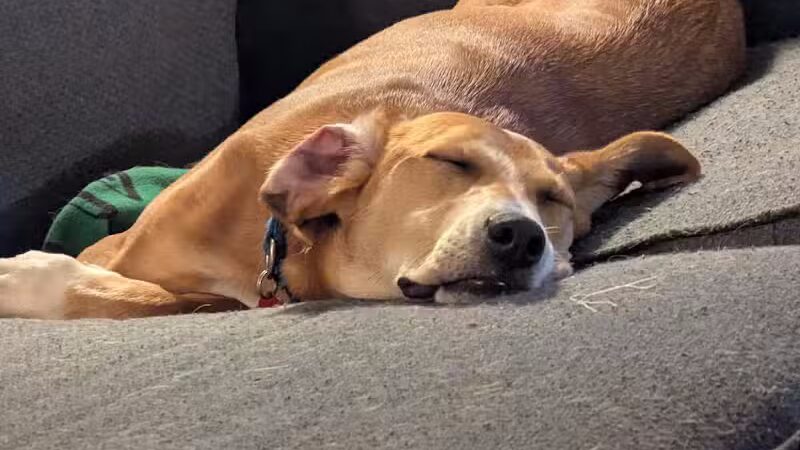 Rescue Village - Novelty, OH