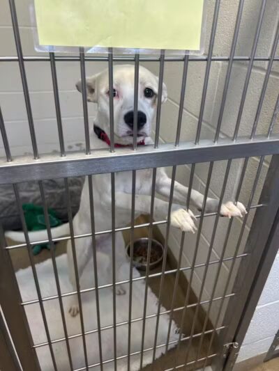 Rescue Village - Novelty, OH