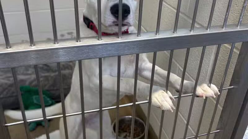 Rescue Village - Novelty, OH