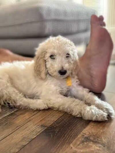 Rescue Village - Novelty, OH