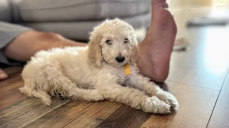 Rescue Village - Novelty, OH