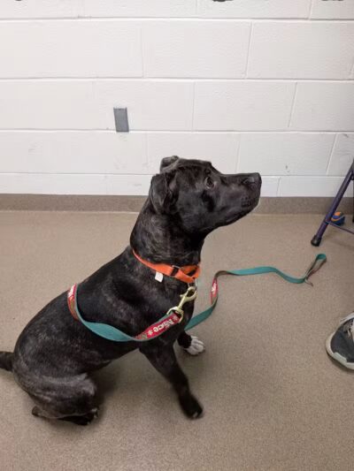 Rescue Village - Novelty, OH