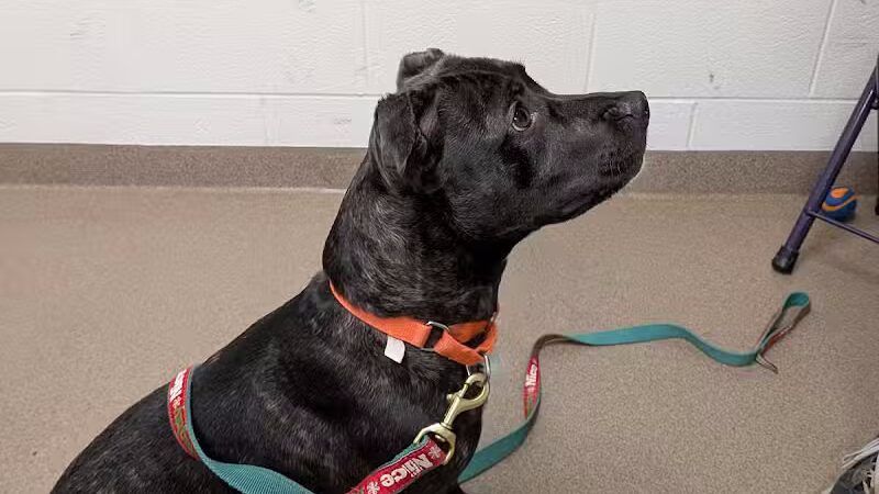 Rescue Village - Novelty, OH