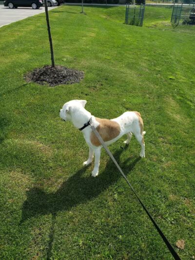 Rescue Village - Novelty, OH