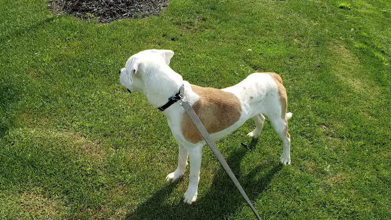 Rescue Village - Novelty, OH