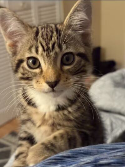 Rescue Village - Novelty, OH