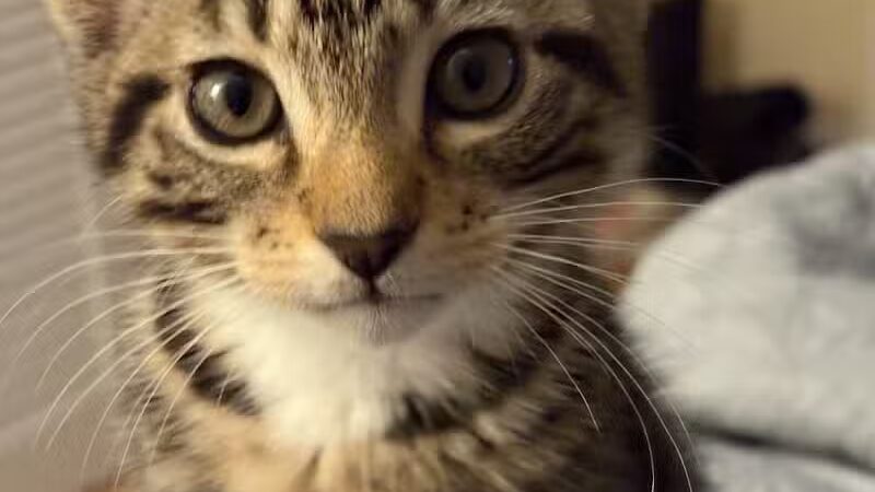 Rescue Village - Novelty, OH