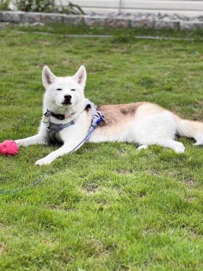 Rescue Village - Novelty, OH