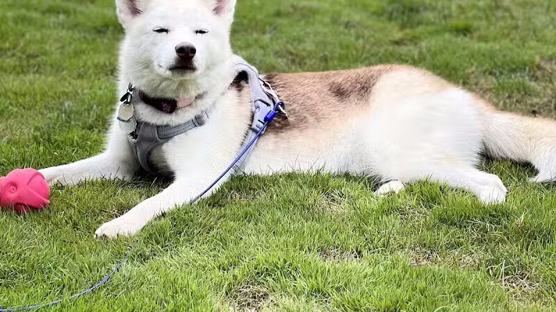 Rescue Village - Novelty, OH