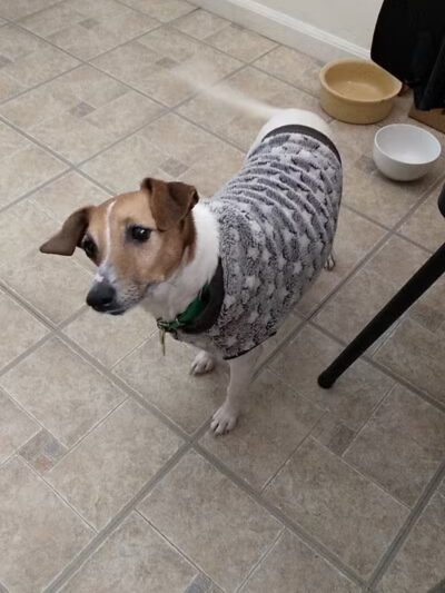 Rescue Village - Novelty, OH