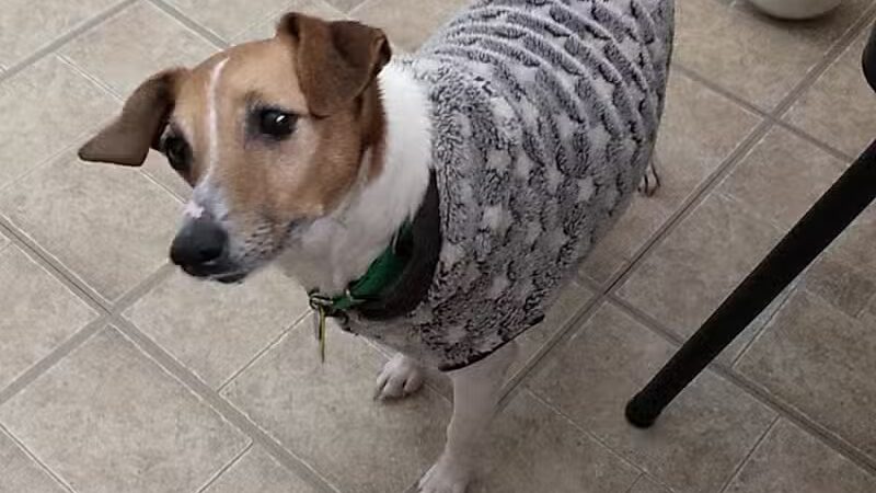 Rescue Village - Novelty, OH