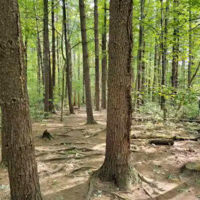 The West Woods - Novelty, OH