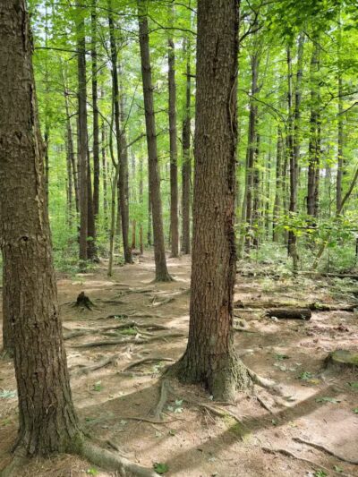 The West Woods - Novelty, OH