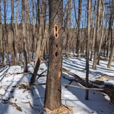 The West Woods - Novelty, OH