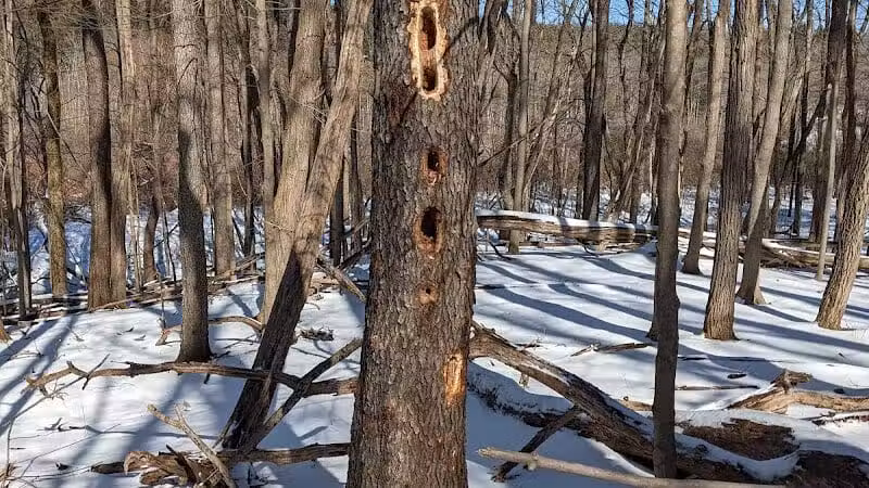 The West Woods - Novelty, OH