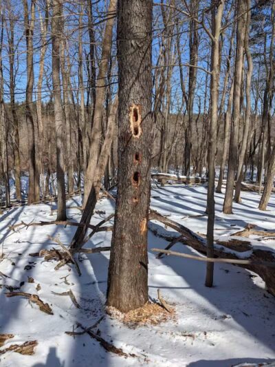 The West Woods - Novelty, OH