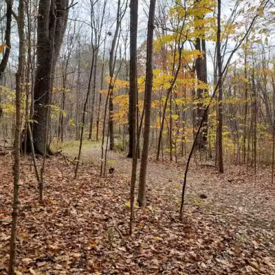 The West Woods - Novelty, OH