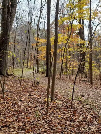 The West Woods - Novelty, OH