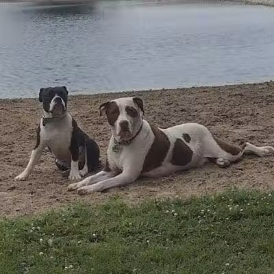 Oak Harbor Pet Haven - Oak Harbor, OH