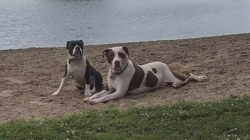 Oak Harbor Pet Haven - Oak Harbor, OH