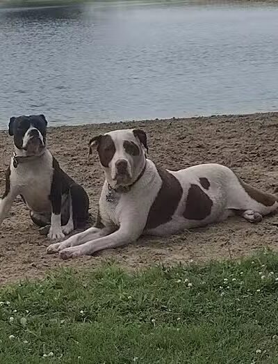 Oak Harbor Pet Haven - Oak Harbor, OH