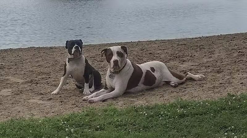 Oak Harbor Pet Haven - Oak Harbor, OH