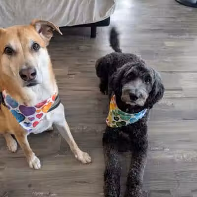 Oak Harbor Pet Haven - Oak Harbor, OH