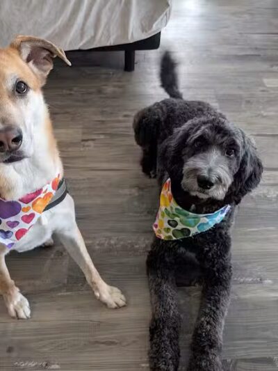 Oak Harbor Pet Haven - Oak Harbor, OH