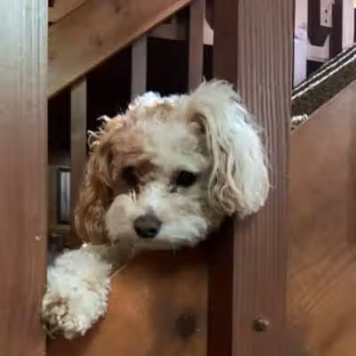Oak Harbor Pet Haven - Oak Harbor, OH