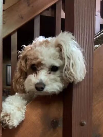 Oak Harbor Pet Haven - Oak Harbor, OH