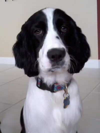 Oak Harbor Pet Haven - Oak Harbor, OH