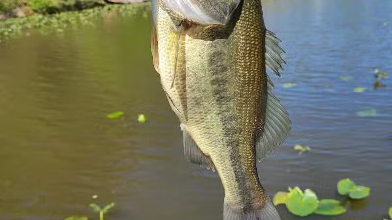 Jackson Lake State Park - Oak Hill, OH
