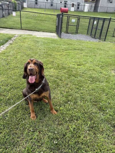 Oak Hill Dog Park - Oak Hill, WV