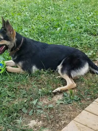 Oak Hill Dog Park - Oak Hill, WV