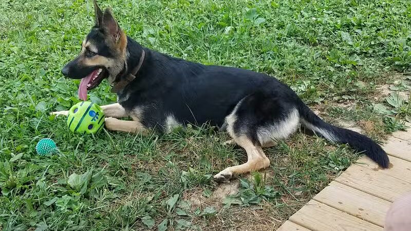 Oak Hill Dog Park - Oak Hill, WV